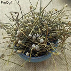 15usd Ngryise 300gram Eriocaulon buergerianum