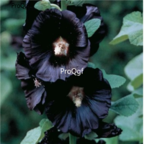 15usd Ngryise 3000pcs black Althaea rosea seed