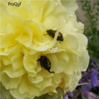 18usd yellow Ngryise 3000pcs a set Althaea rosea  seed