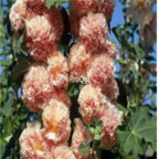 18usd pink Ngryise 3000pcs a set Althaea rosea  seed