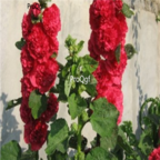 18usd red Ngryise 3000pcs a set Althaea rosea  seed