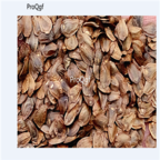 15usd Ngryise 2000Pcs Cunninghamia lanceolata seed