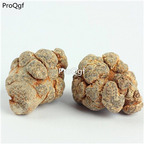 15usd Ngryise 100gram Panaxnotoginseng zhongyao
