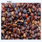 16usd Ngryise 3000pcs  Cercis chinensis seed