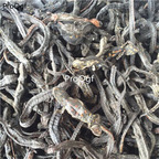29usd Ngryise 50gram dry Andrias davidianus zhongyao