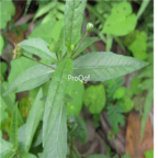 18usd Ngryise 3000pcs Yerbadetajo Herb seed