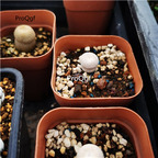 39usd Epithelantha bokei L. D. Benson Plant