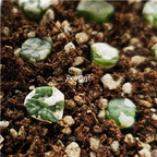 59usd Ngryise arm1218 plant