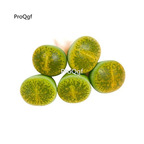 39usd 5pcs Lithops lesliei zixun plant