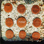 39usd Ngryise 2pcs c48 lithop plant