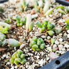 29usd Ngryise bangzhui Adromischus plant