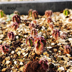 29usd Ngryise purple Echinopsis tubiflora plant