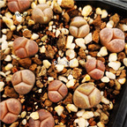 29usd Ngryise jianxingyu lithop purple plant