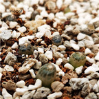 39usd Ngryise Bulbinemesembryanthemoides Bulb