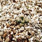 29usd Ngryise Titanopsis fulleri Plant