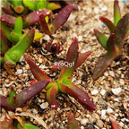 29usd Ngryise purple sedeveria Harry Butterfield zifoshou plant