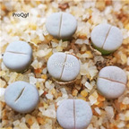 15usd Ngryise lithop c244 white plant