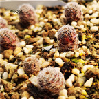 15usd Ngryise Frailea angelesii purple plant