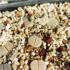 15usd Ngryise c309 lithop plant