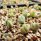 15usd Ngryise Cheiridopsis Plant
