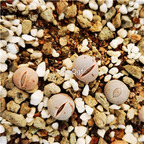 26usd Ngryise Dintheranthus pole evansii Plant