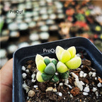 16usd 300pcs Ngryise Astridia velutina Brocade seed