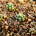 29usd Ngryise 2pcs Pygmaeocereus bieblii Plant