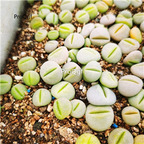 25usd Ngryise 5pcs Dinteranthus Schwantes Plant