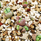 28usd Ngryise Gibbaeum heathii qiuqinyu Plant