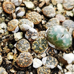 26usd Ngryise conophytum pardicolor plant