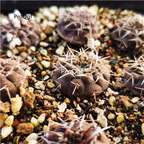 26usd Ngryise Gymnocalycium bodenbenderianum luoe plant