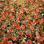 26usd Ngryise blood red lithop plant