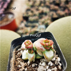 16usd Ngryise Crassula rupestris ssp. rupestris Plant