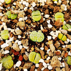 26usd Ngryise lithop c363 plant