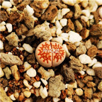 16usd Ngryise red net Lithops julii plant