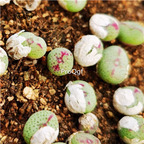 86usd Ngryise red lip conophytum plant