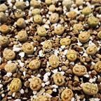 16usd Ngryise C143A Lithops karasmontana hupo plant