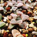19usd Ngryise Haworthia pygmaea var.pygmaea plant