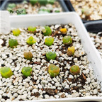 26usd Ngryise maughanii plant