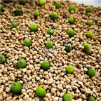 99usd NGRYISE 1798.76 conophytum plant