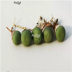 29usd Ngryise conophytum minitum plant