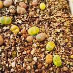 18usd Ngryise    Lithops dinteri Schwantes Plant