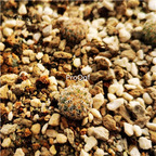 29usd Ngryise Echinomastus meiciyu plant