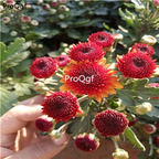 16usd Ngryise Dendranthema morifolium pompon plant