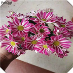 16usd Ngryise Seasonal Chrysanthemum sijiju Plant