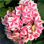 16usd Ngryise hydrangea plant