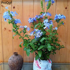 18usd Ngryise Ceratostigma plumbaginoides   plant