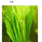 25usd Ngryise 500pcs Echinodorus major seed