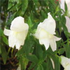20usd white Ngryise Antirrhinum majus plant