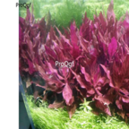 30usd Ngryise Alternanthera reineckii plant